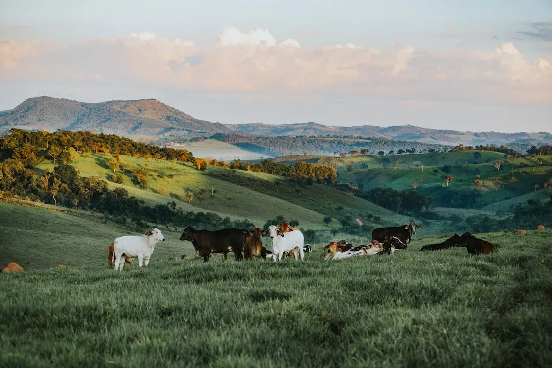 cows